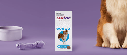 Bravecto 3 Month Chewable Tablet For Large Dogs >20-40kg