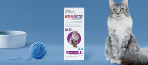 Bravecto 3 Month Spot-On Large Cat Flea & Tick Pipette Purple 2 Pack