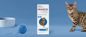 Bravecto 3 Month Spot-On Medium Cat Flea & Tick Pipette Blue 2 Pack
