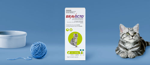 Bravecto 3 Month Spot-On Small Cat Flea & Tick Pipette Green 2 Pack